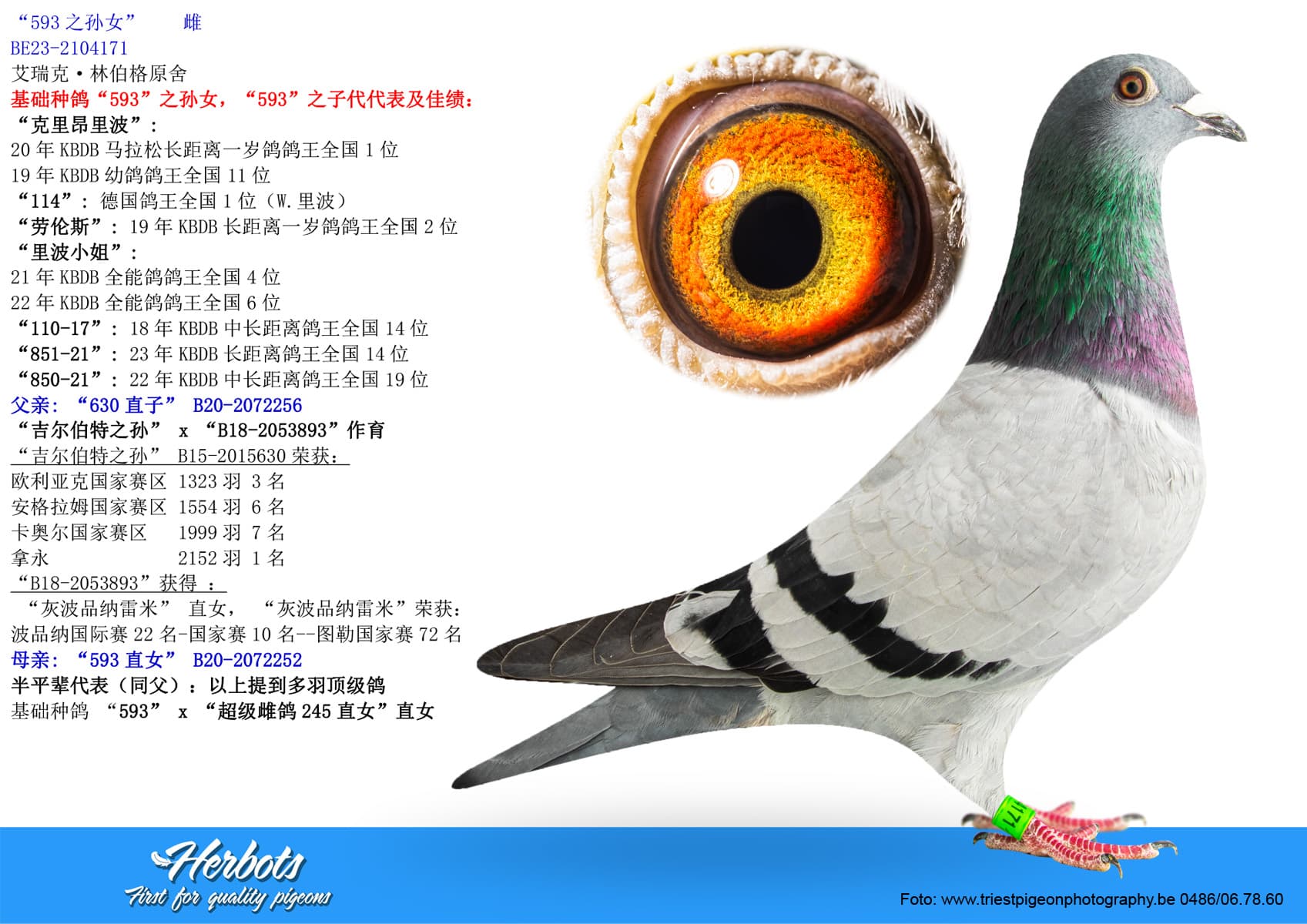 pigeon: undefined