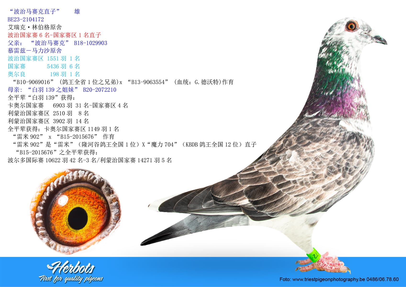 pigeon: undefined