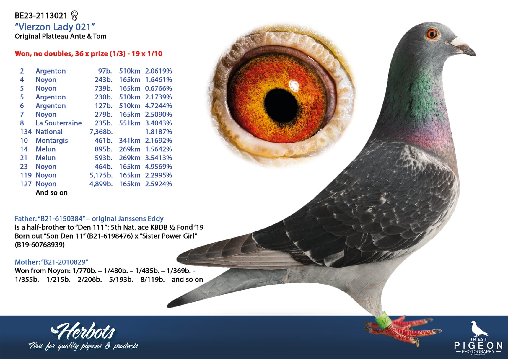 pigeon: undefined