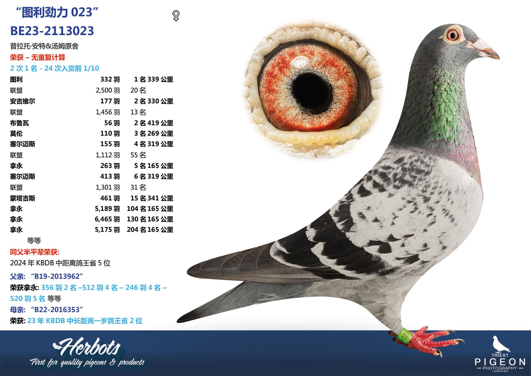 pigeon: undefined