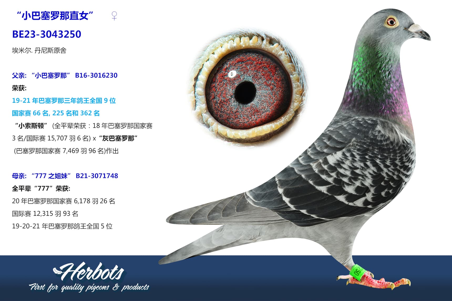 pigeon: undefined