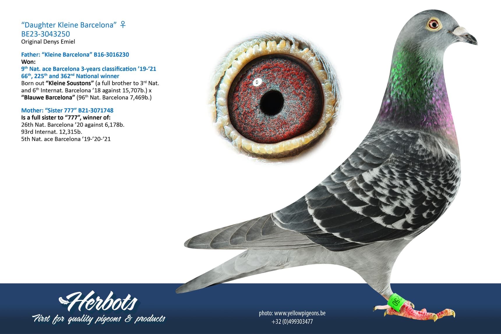 pigeon: undefined