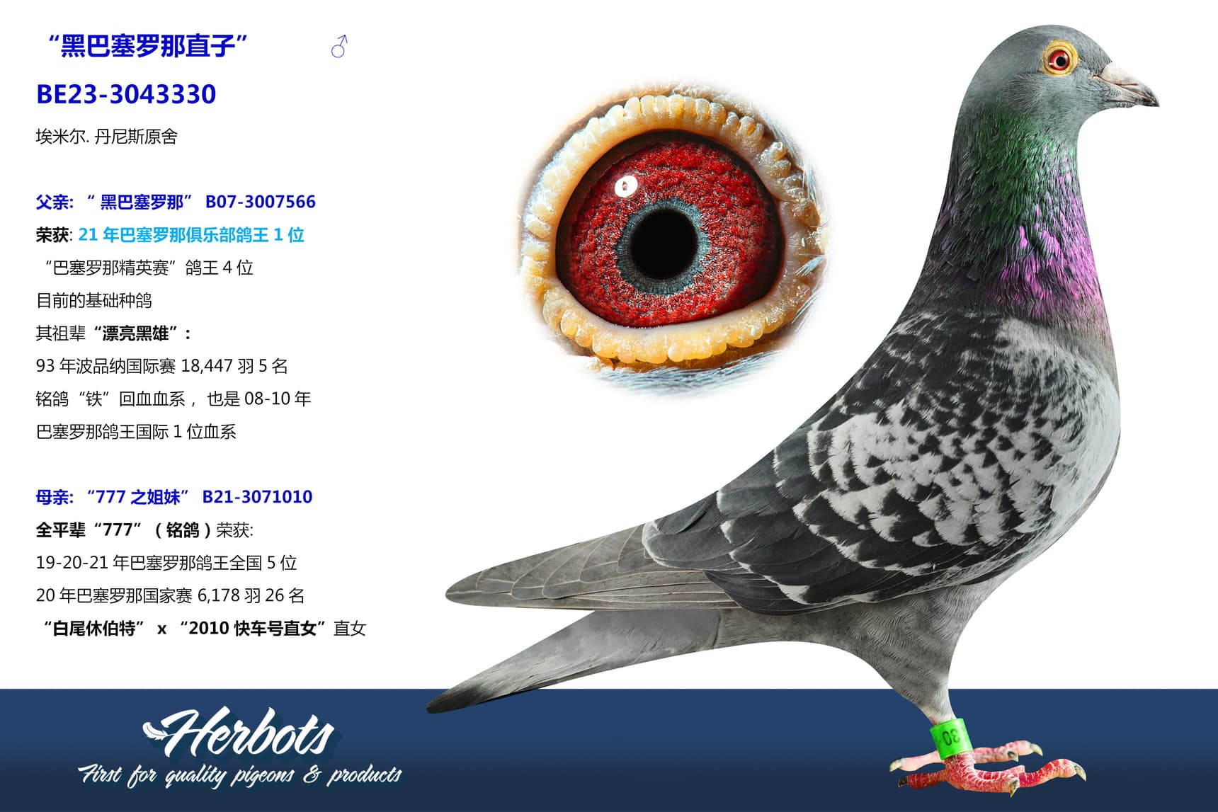 pigeon: undefined
