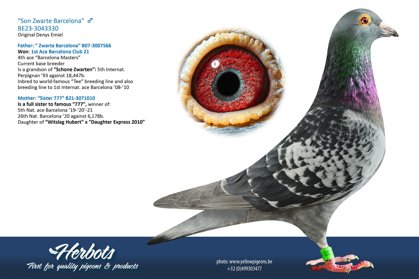 pigeon: undefined
