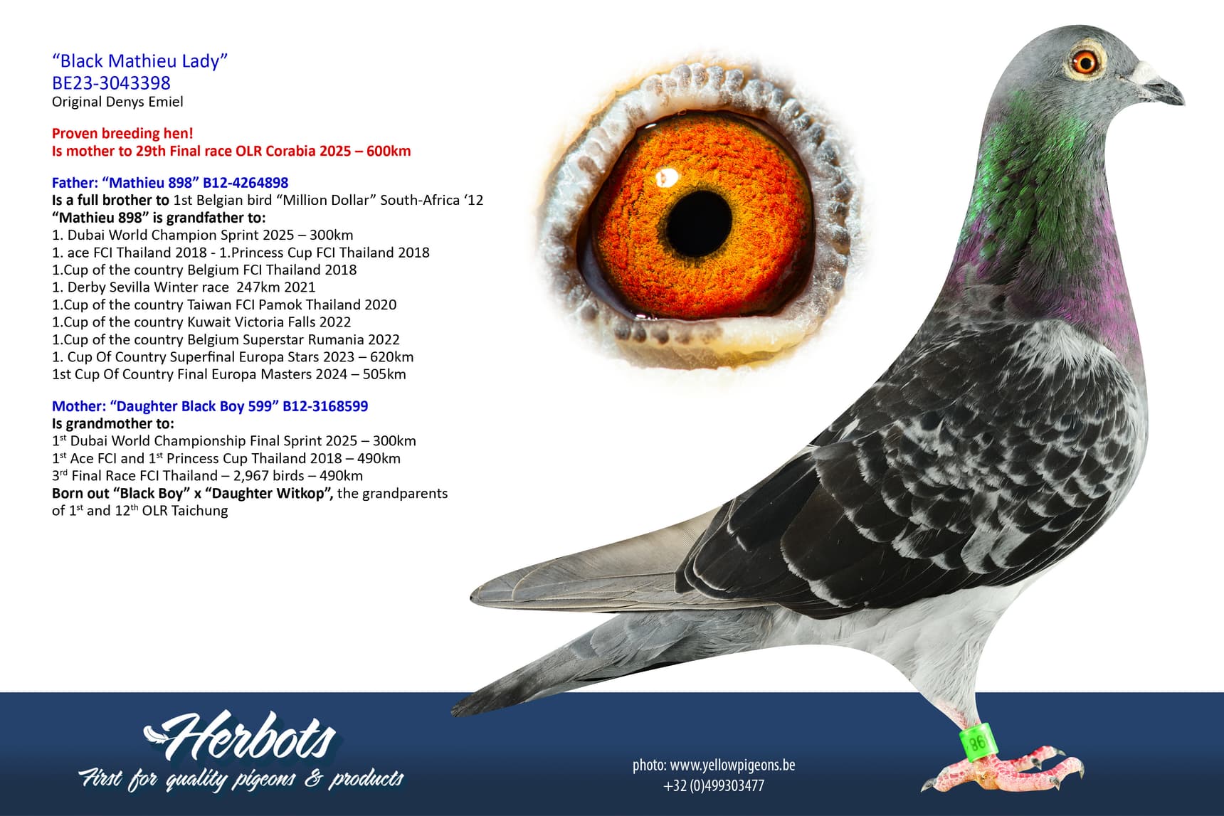 pigeon: undefined