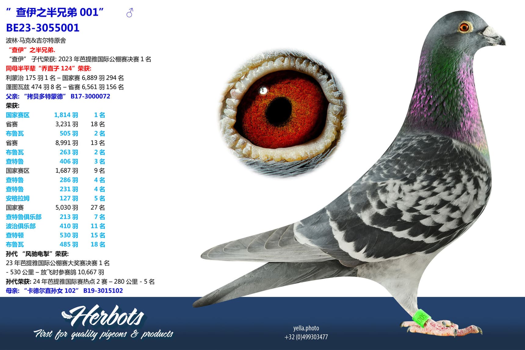 pigeon: undefined