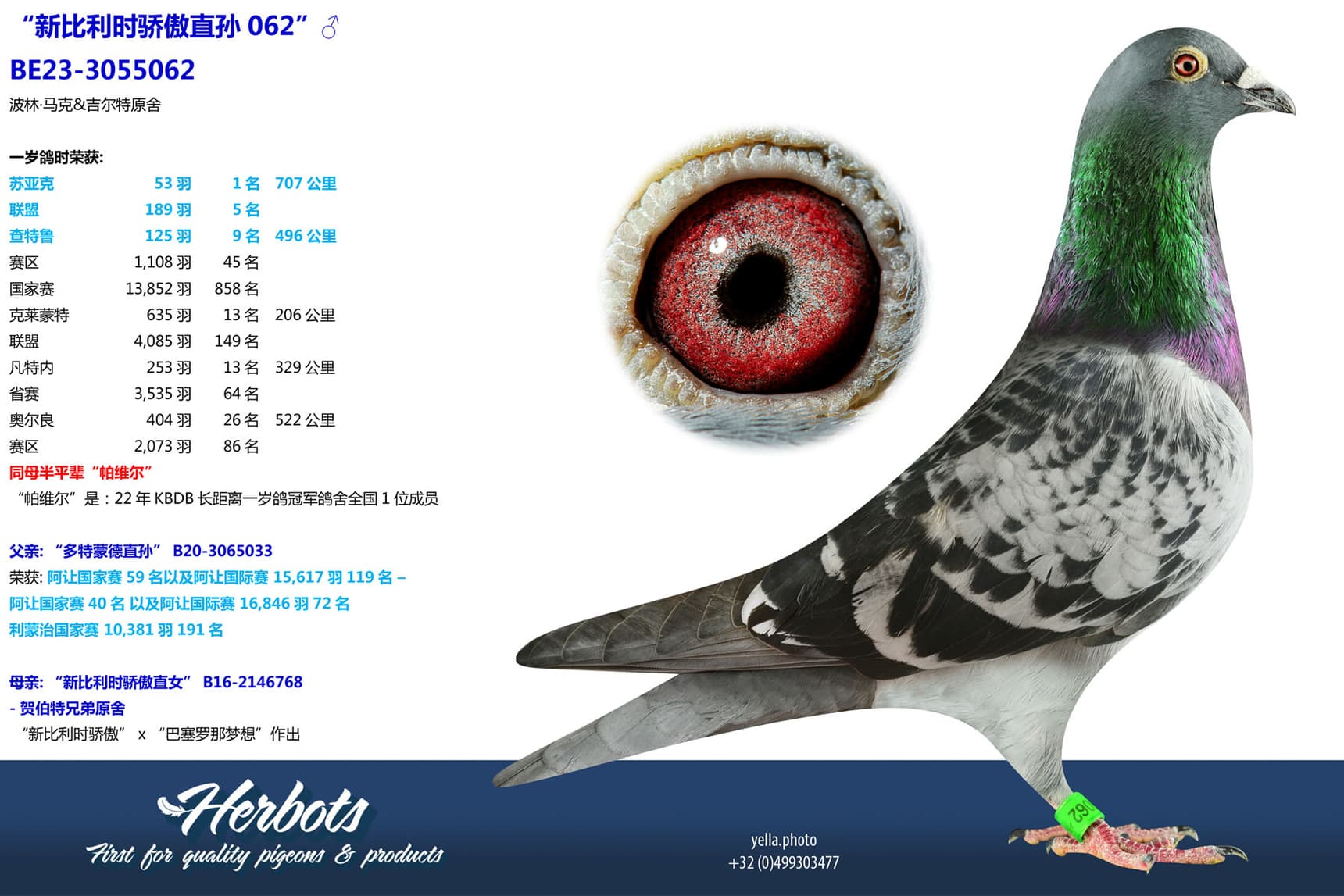 pigeon: undefined