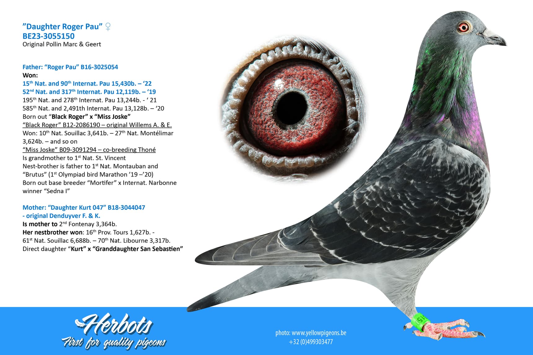 pigeon: undefined