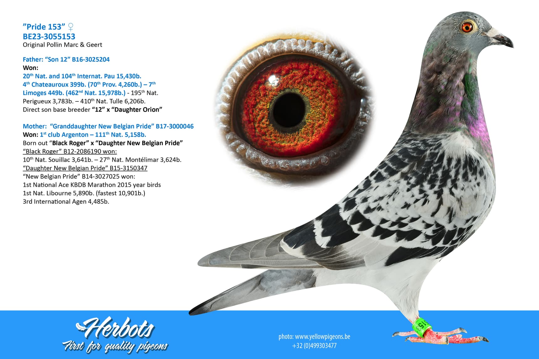 pigeon: undefined