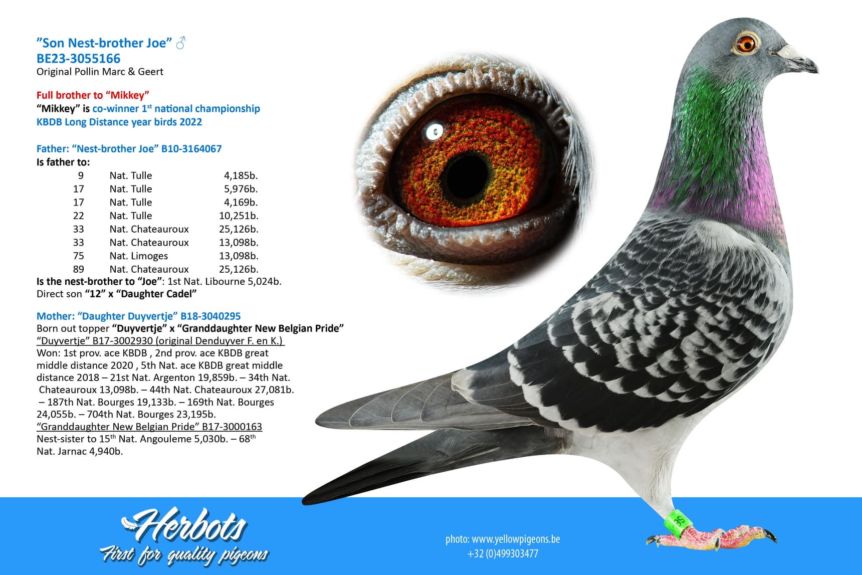 pigeon: undefined