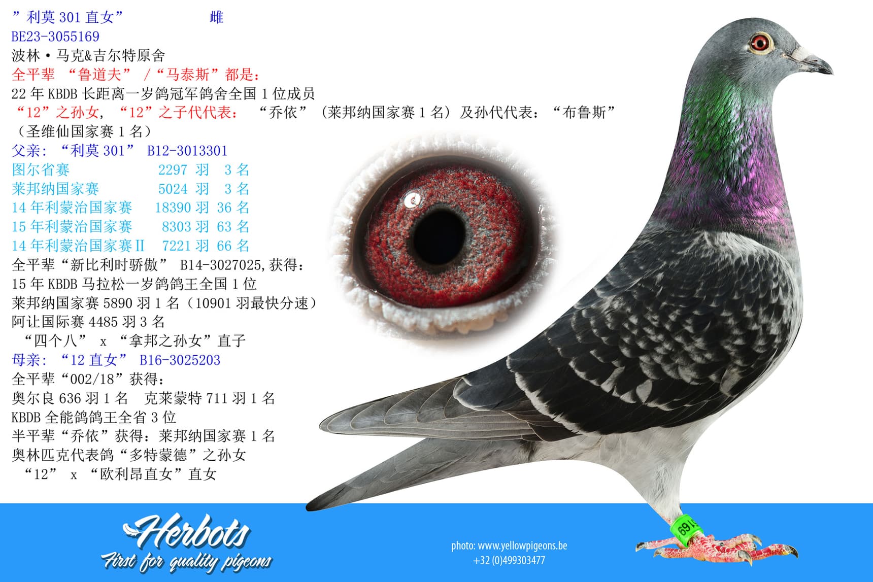 pigeon: undefined