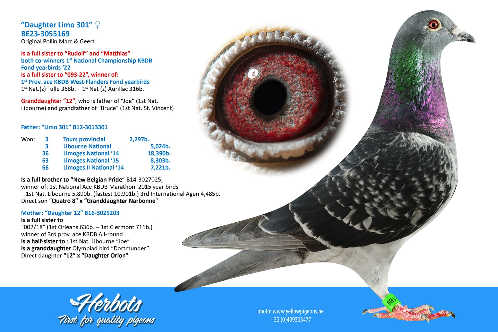 pigeon: undefined