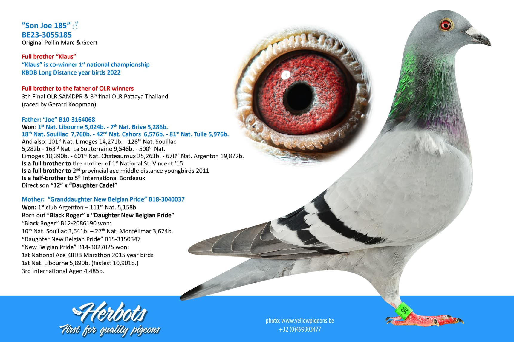 pigeon: undefined