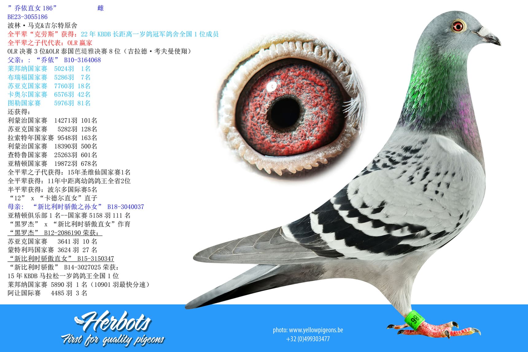 pigeon: undefined
