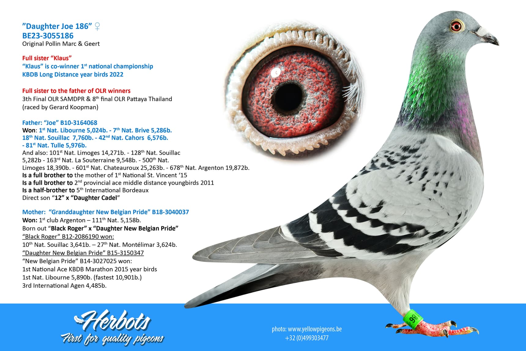 pigeon: undefined