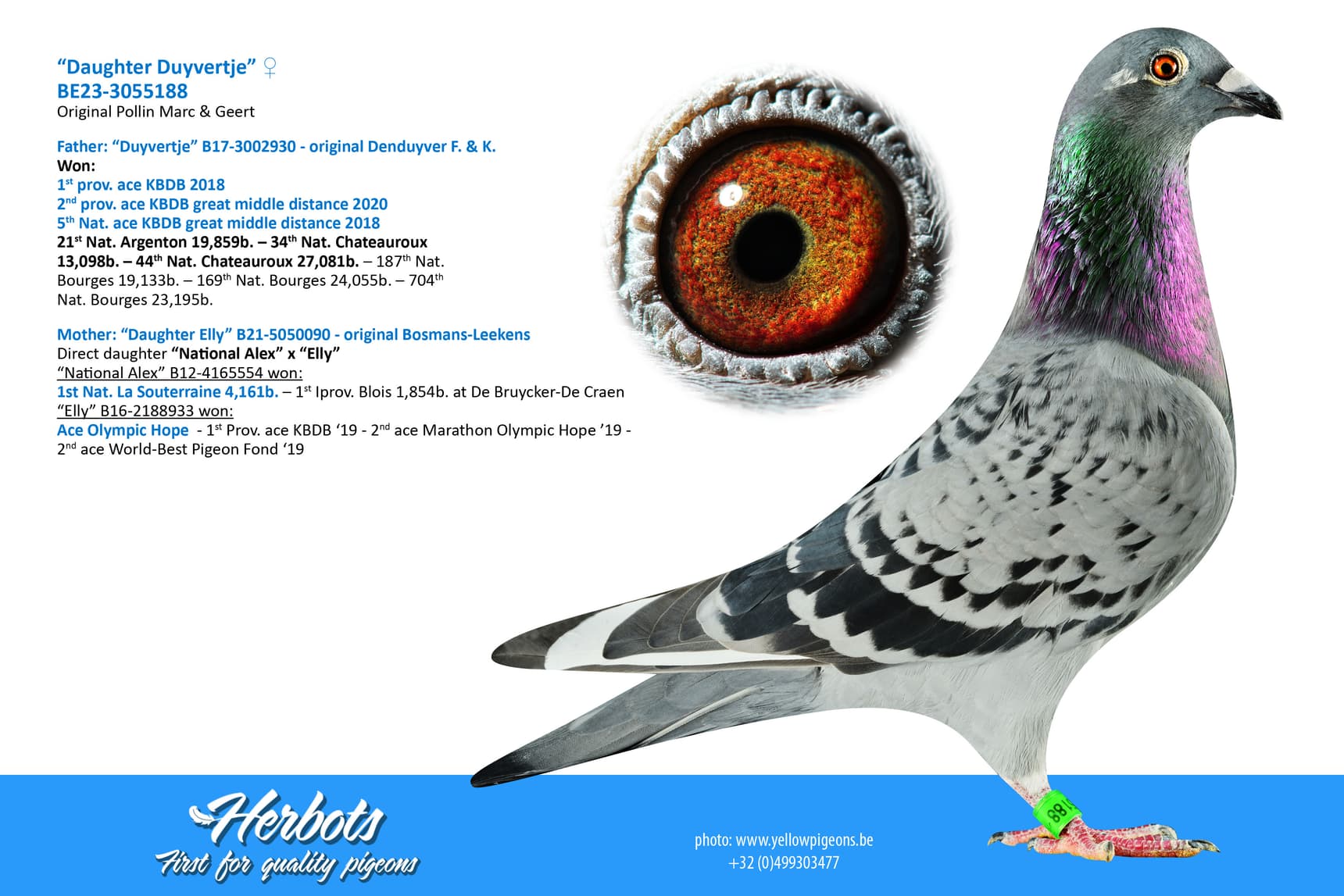 pigeon: undefined