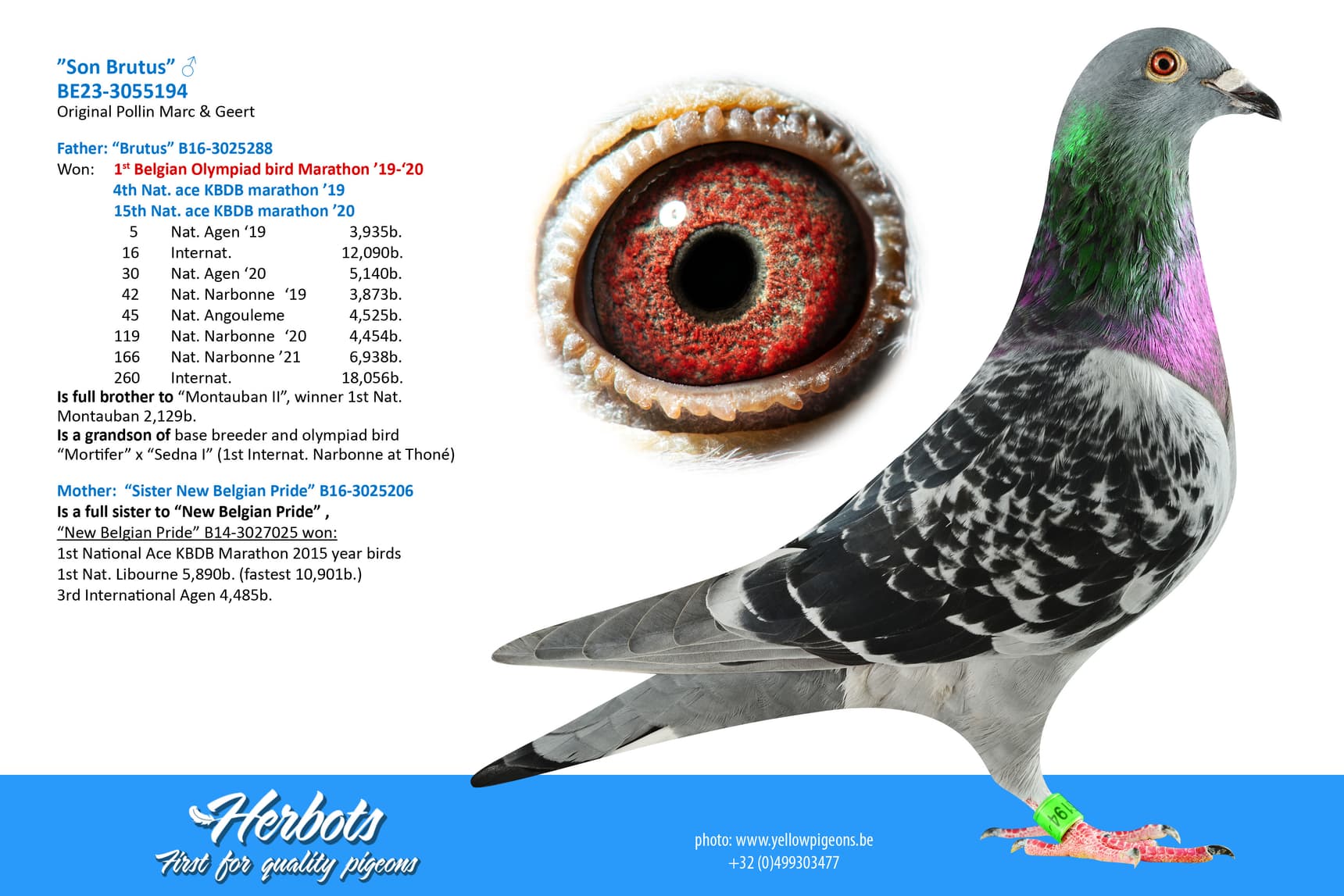 pigeon: undefined