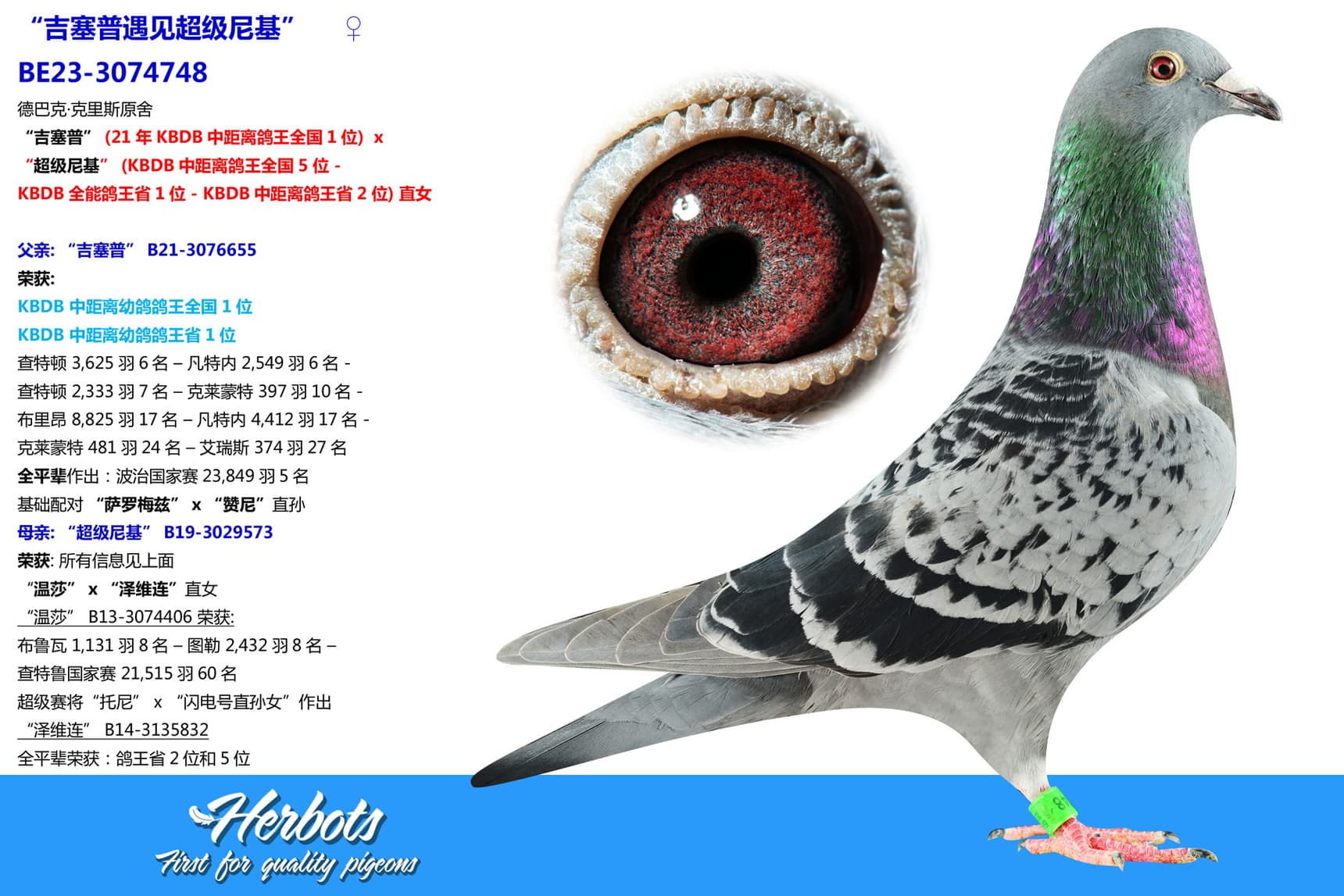 pigeon: undefined