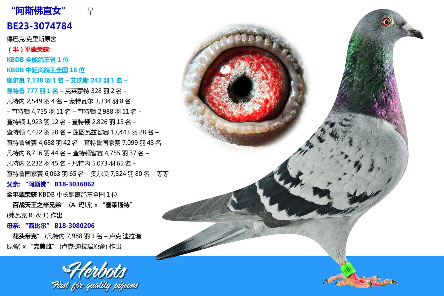 pigeon: undefined