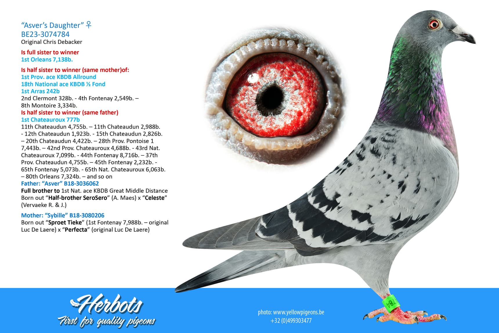 pigeon: undefined
