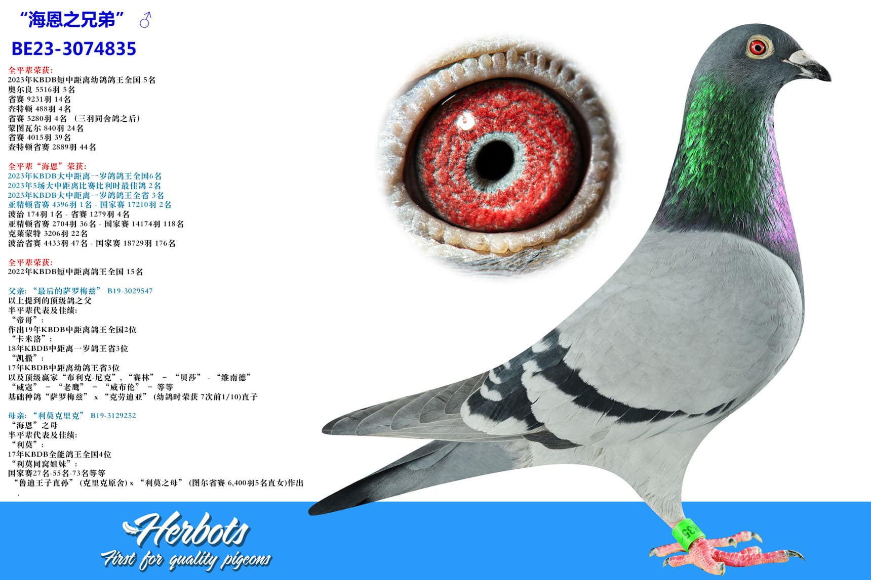 pigeon: undefined