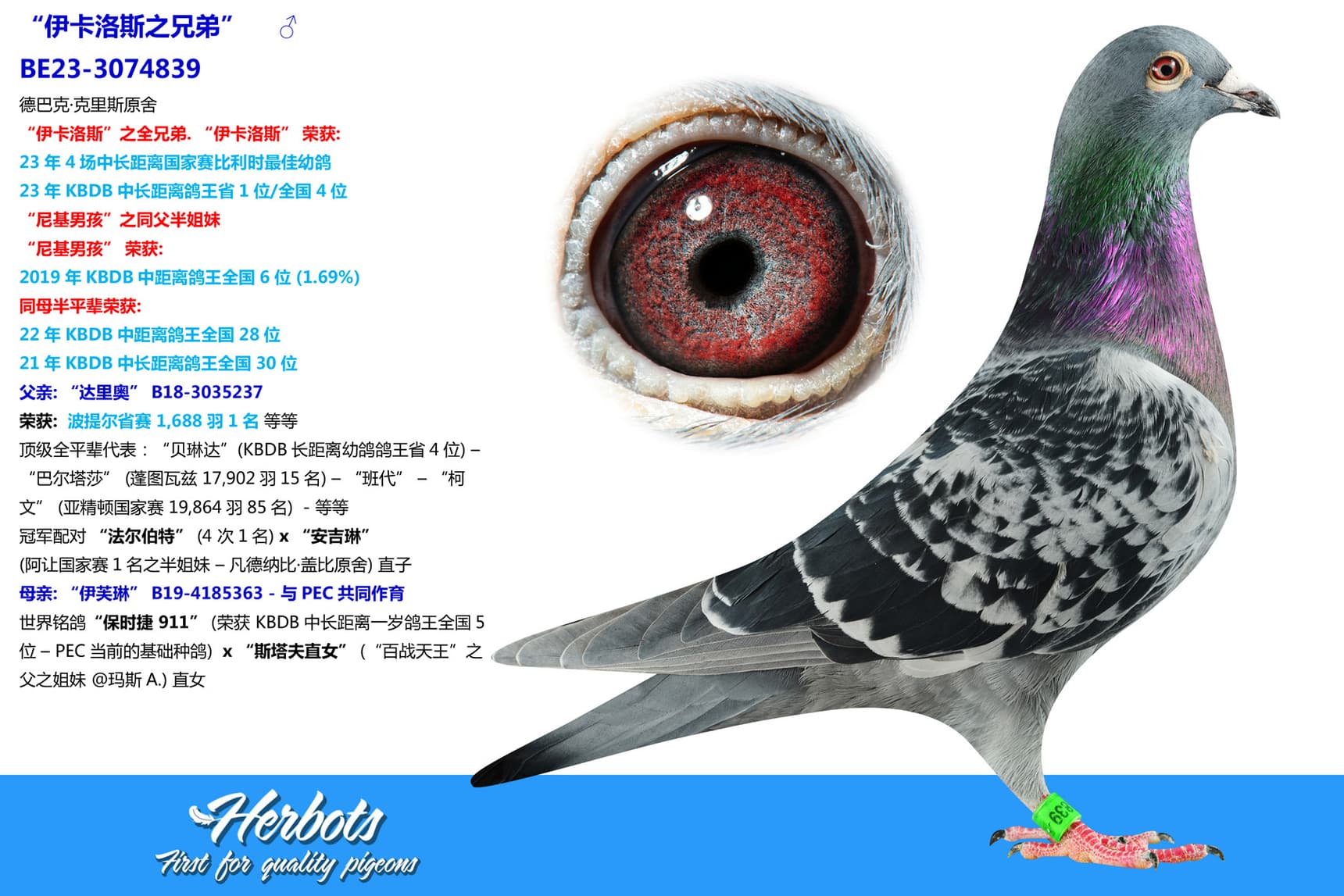 pigeon: undefined