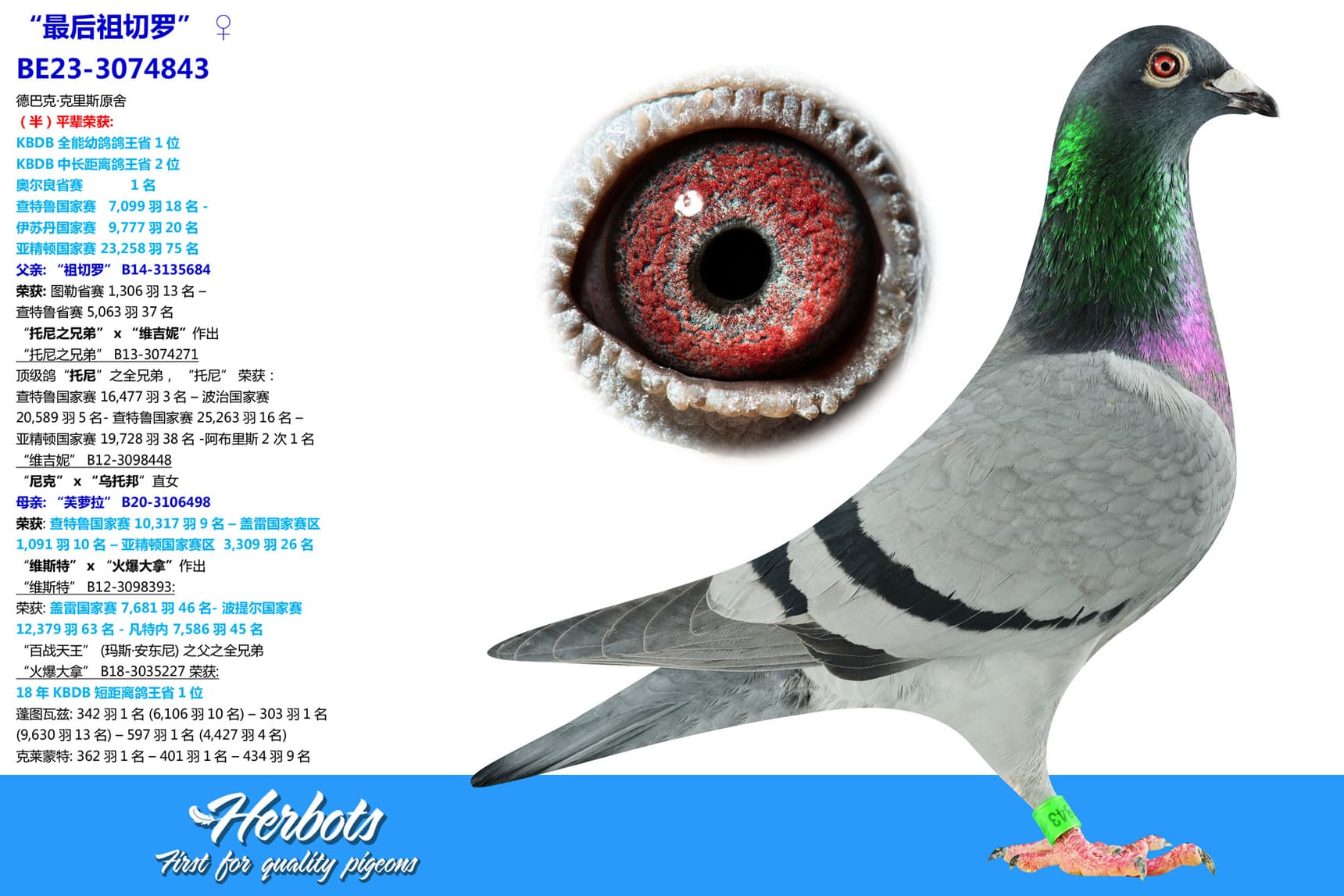 pigeon: undefined