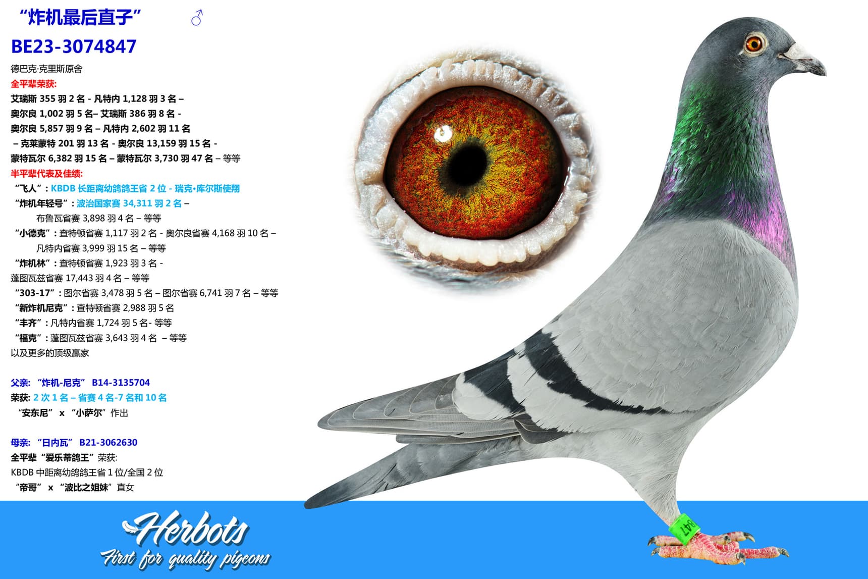 pigeon: undefined