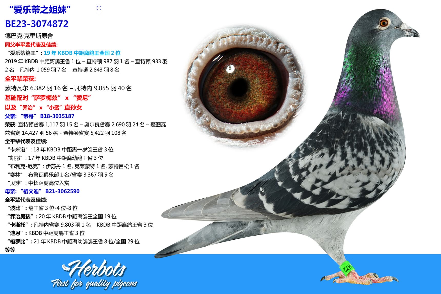 pigeon: undefined