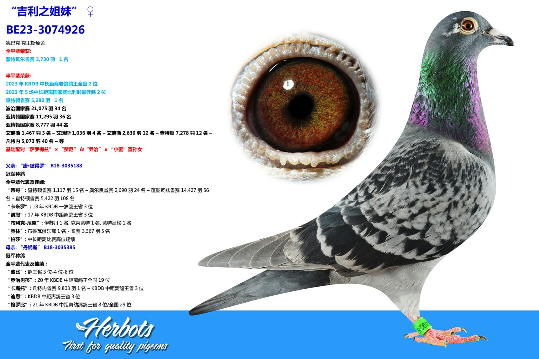 pigeon: undefined