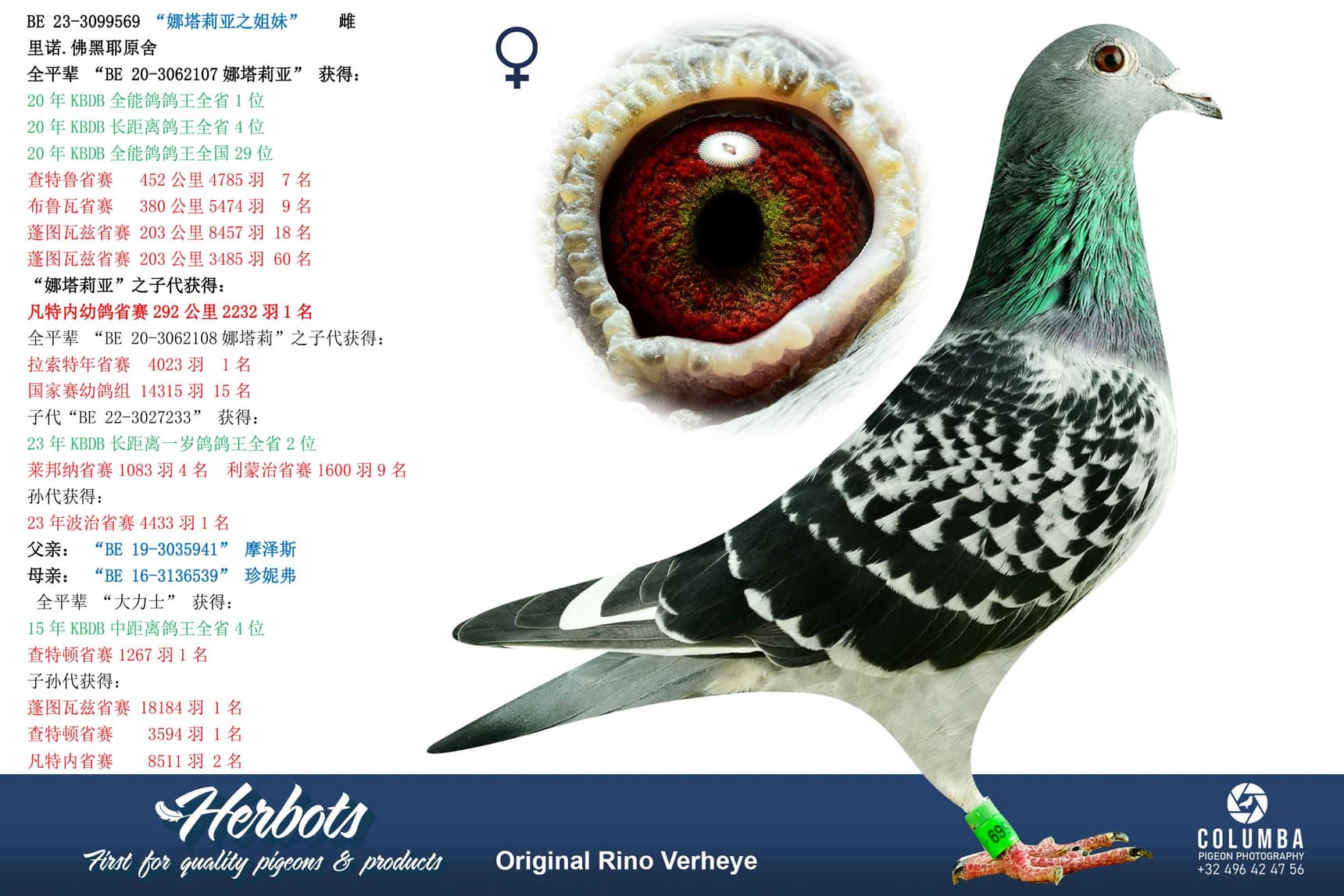 pigeon: undefined