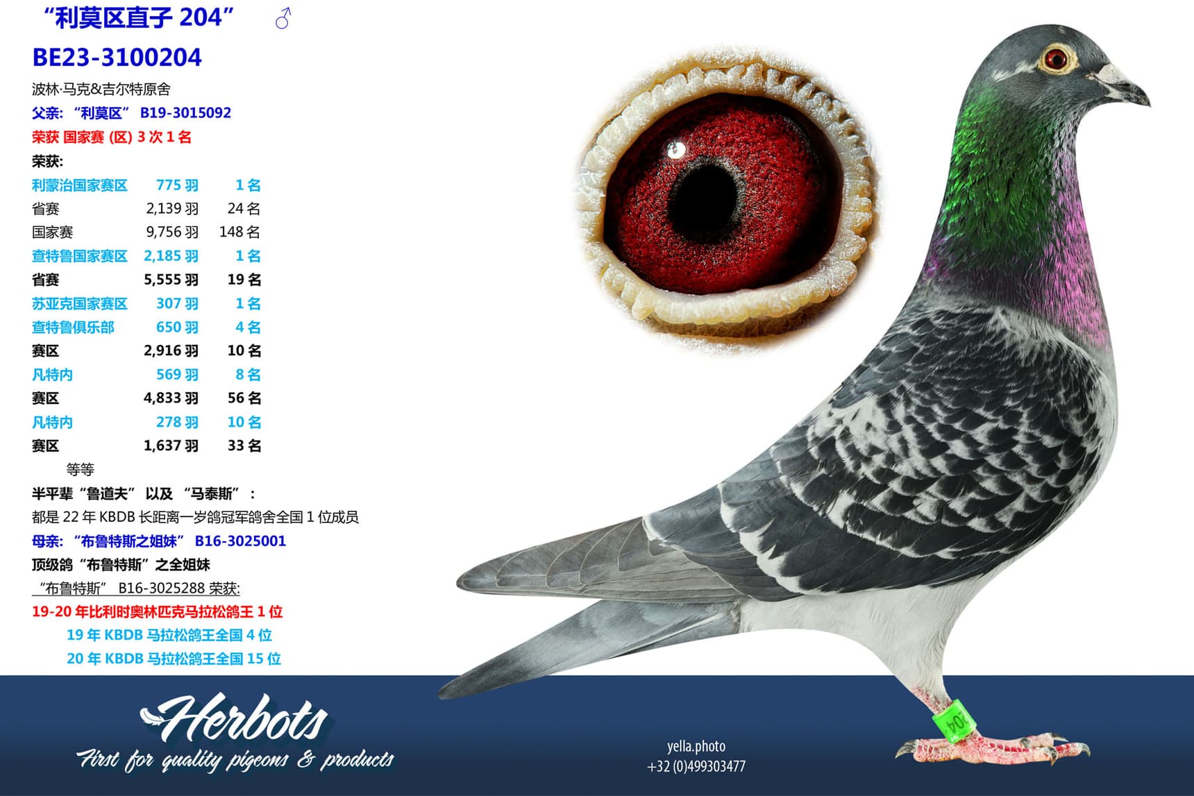 pigeon: undefined