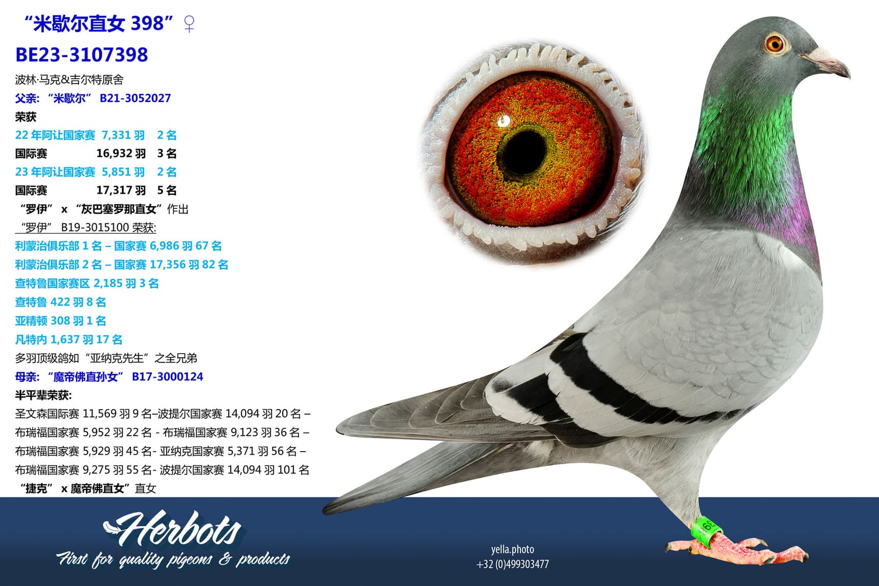 pigeon: undefined
