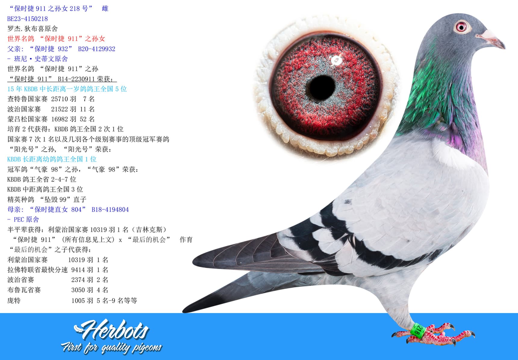 pigeon: undefined
