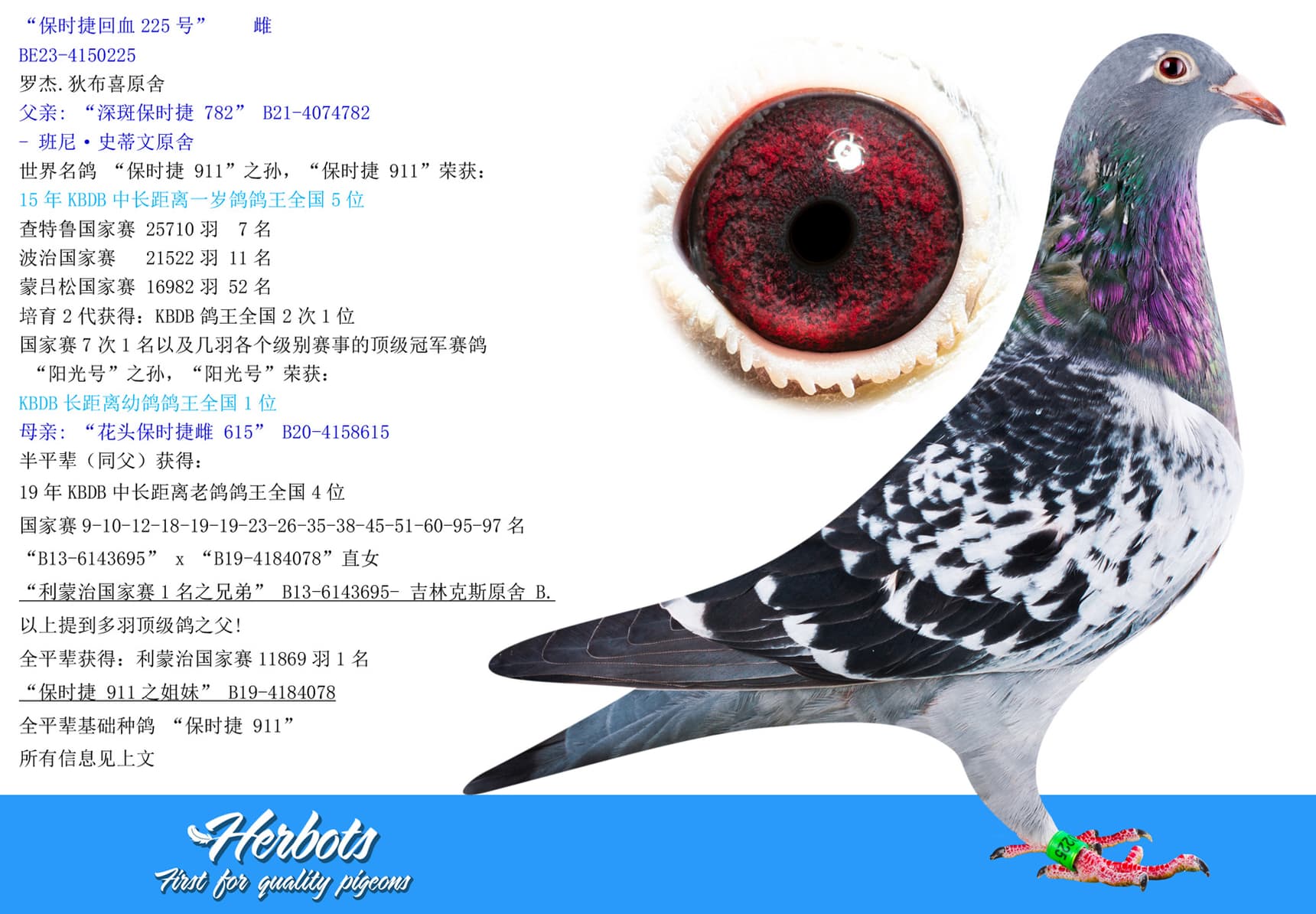 pigeon: undefined