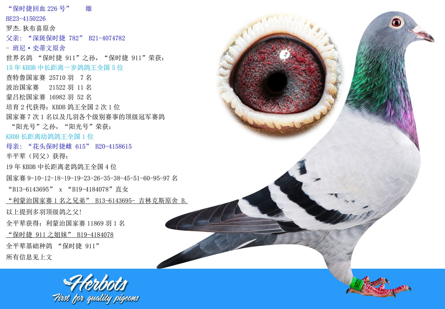 pigeon: undefined