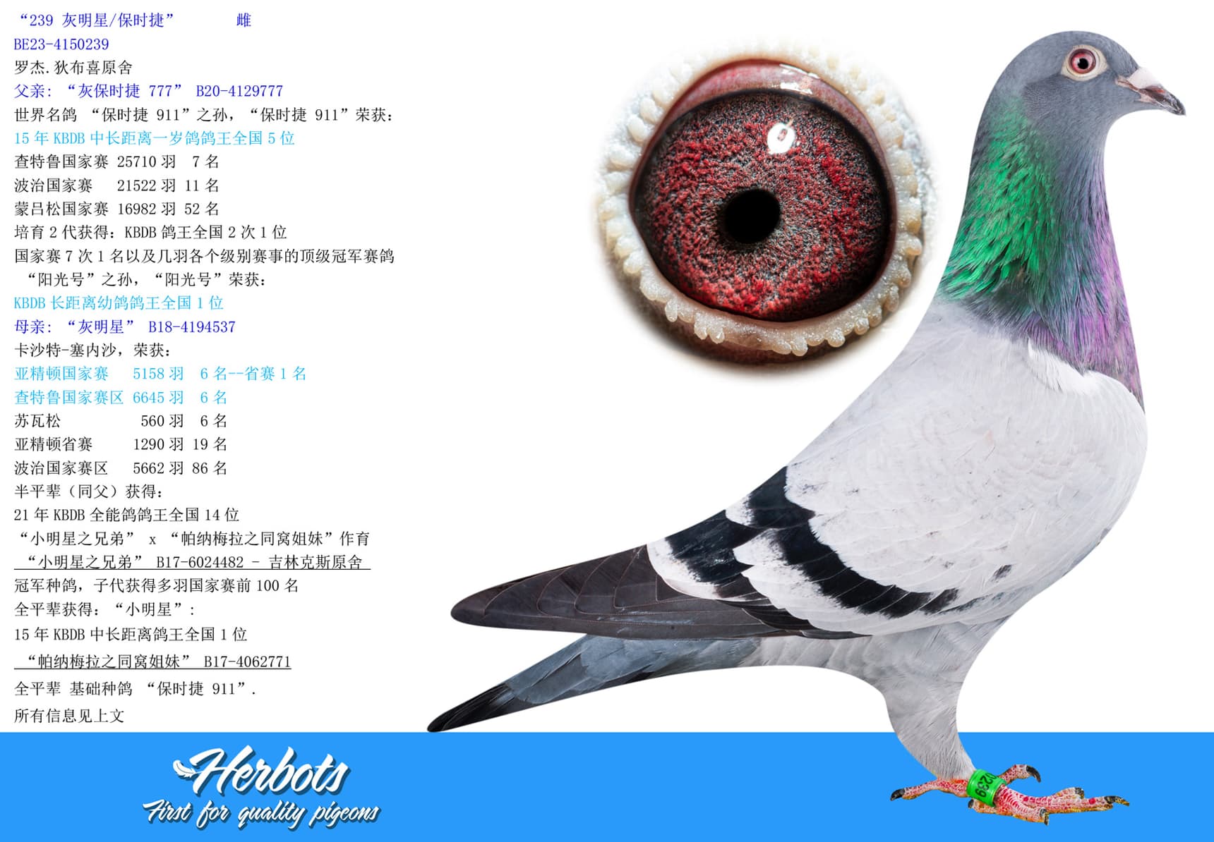 pigeon: undefined