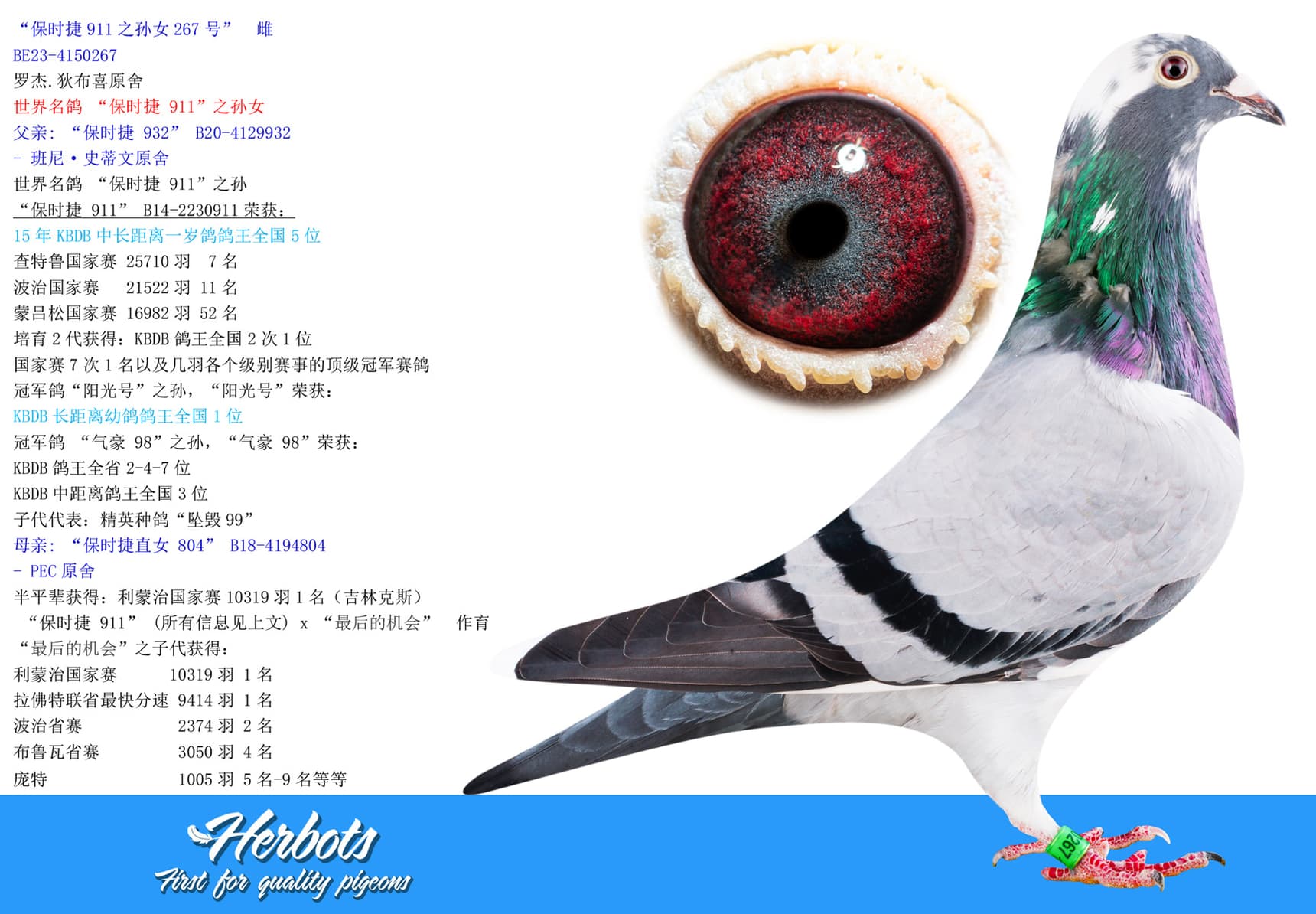 pigeon: undefined