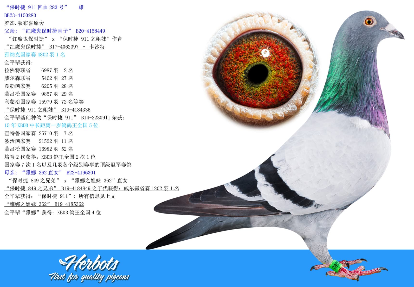 pigeon: undefined