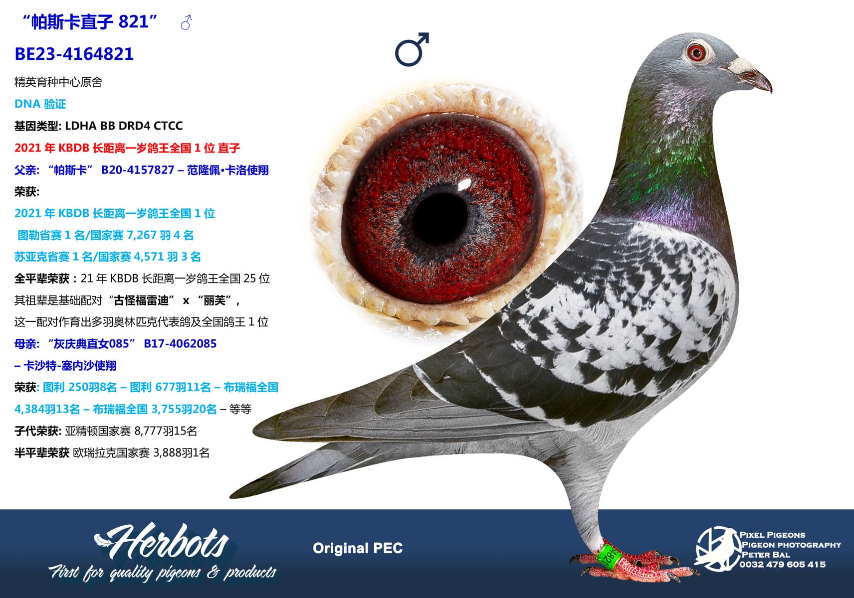 pigeon: “帕斯卡直子 821”