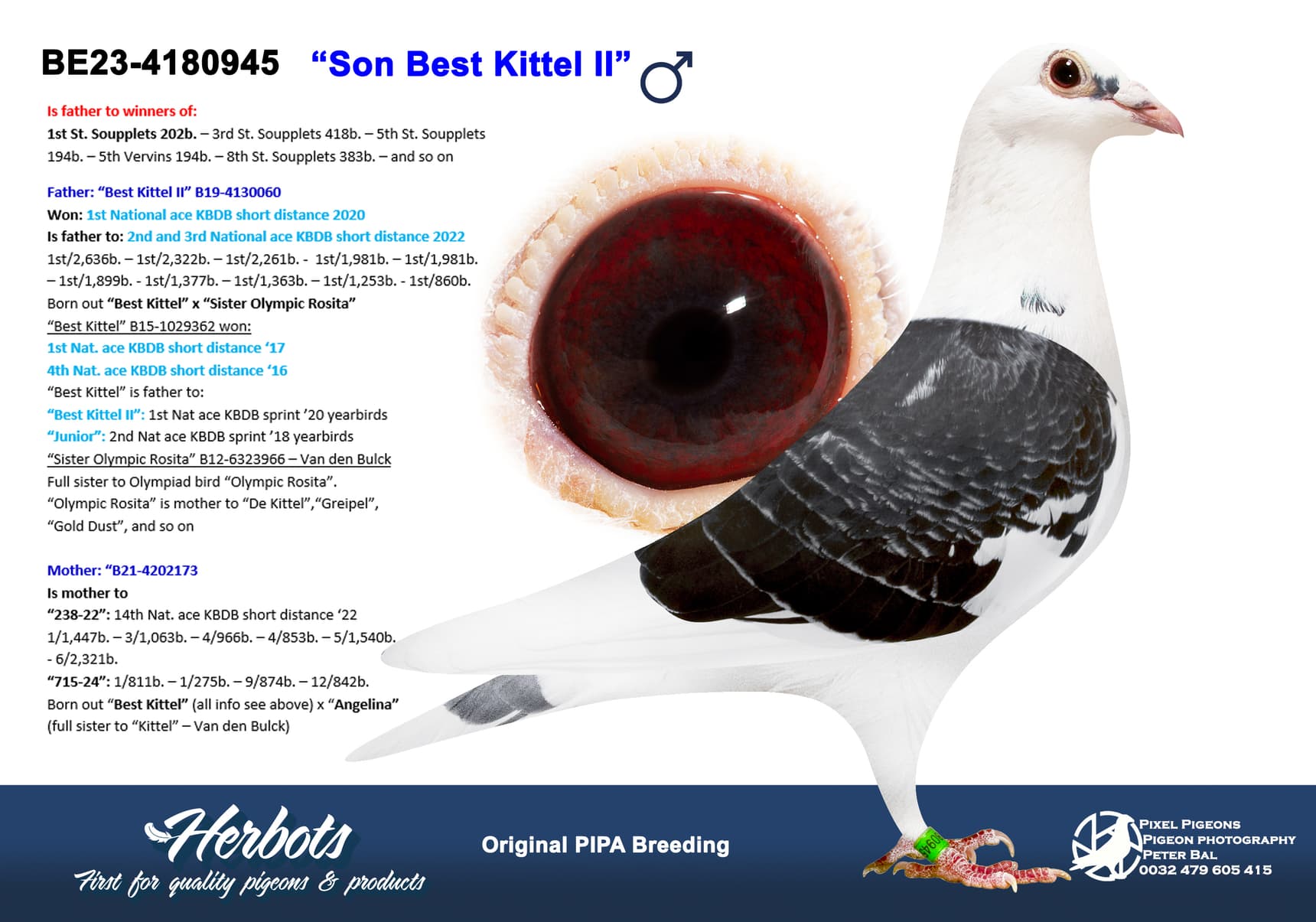 pigeon: undefined