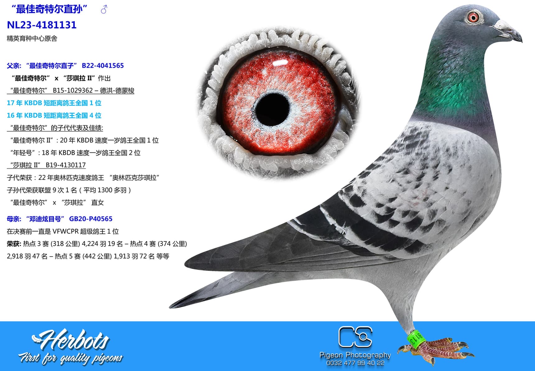 pigeon: undefined