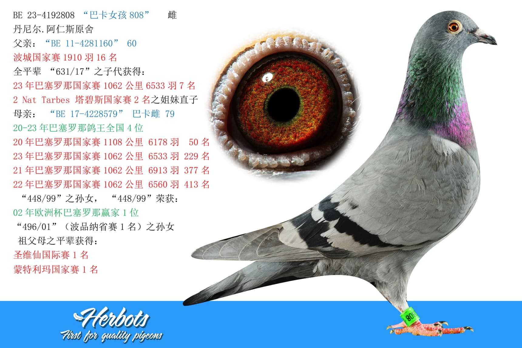pigeon: undefined