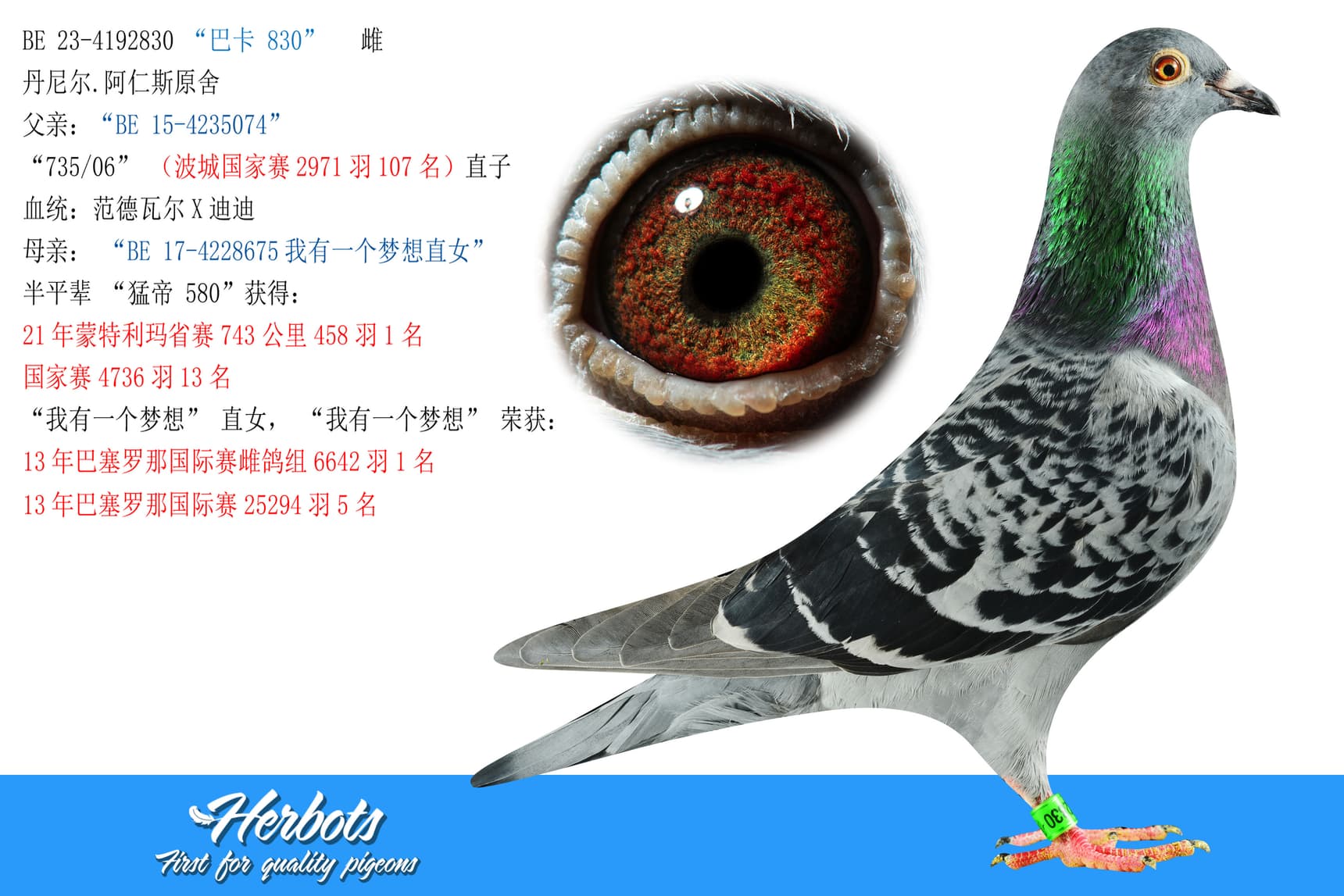 pigeon: undefined