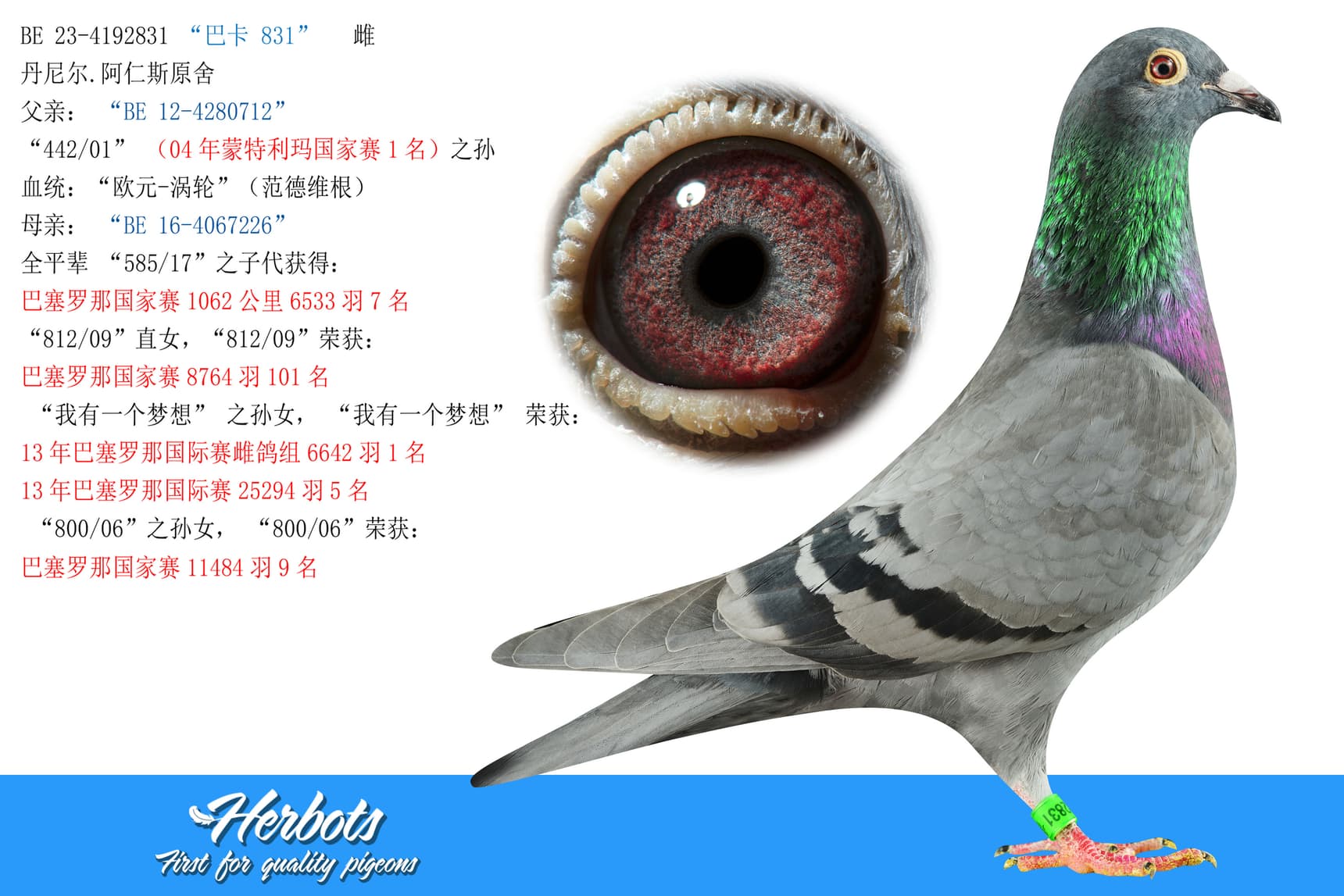 pigeon: undefined