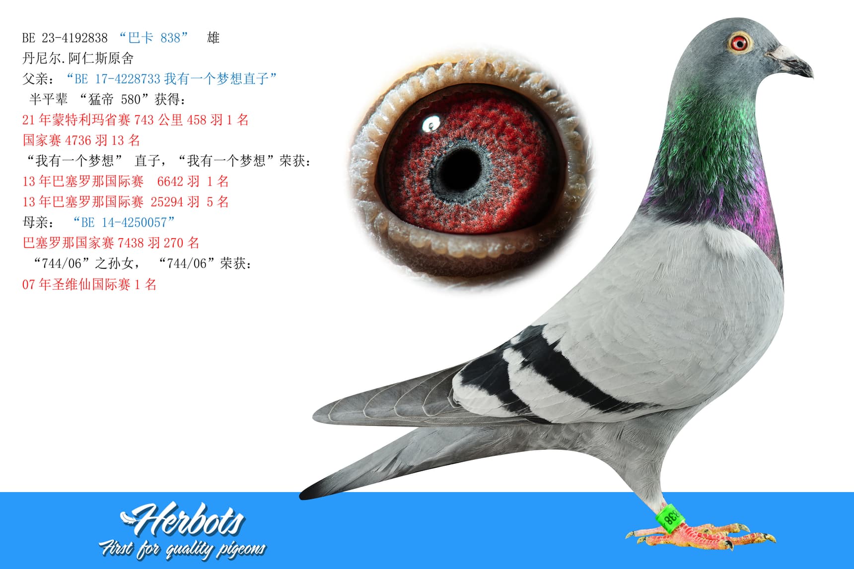 pigeon: undefined