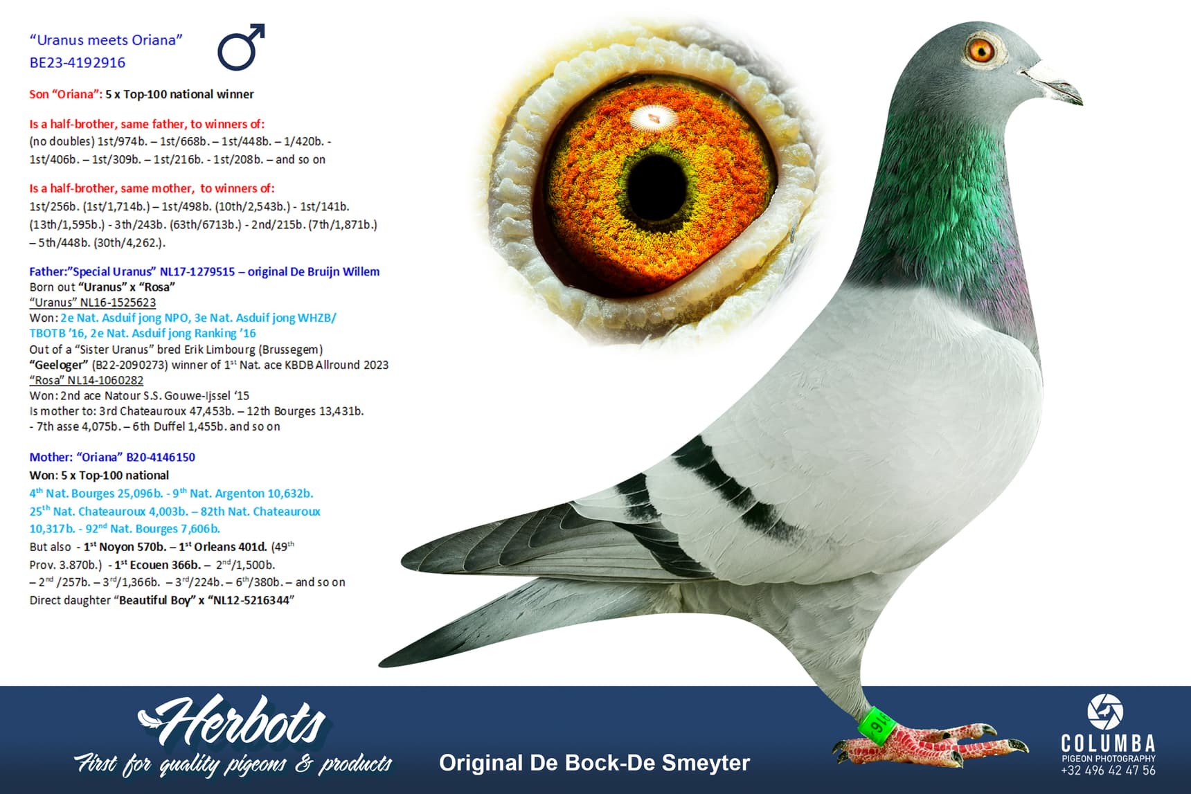 pigeon: undefined