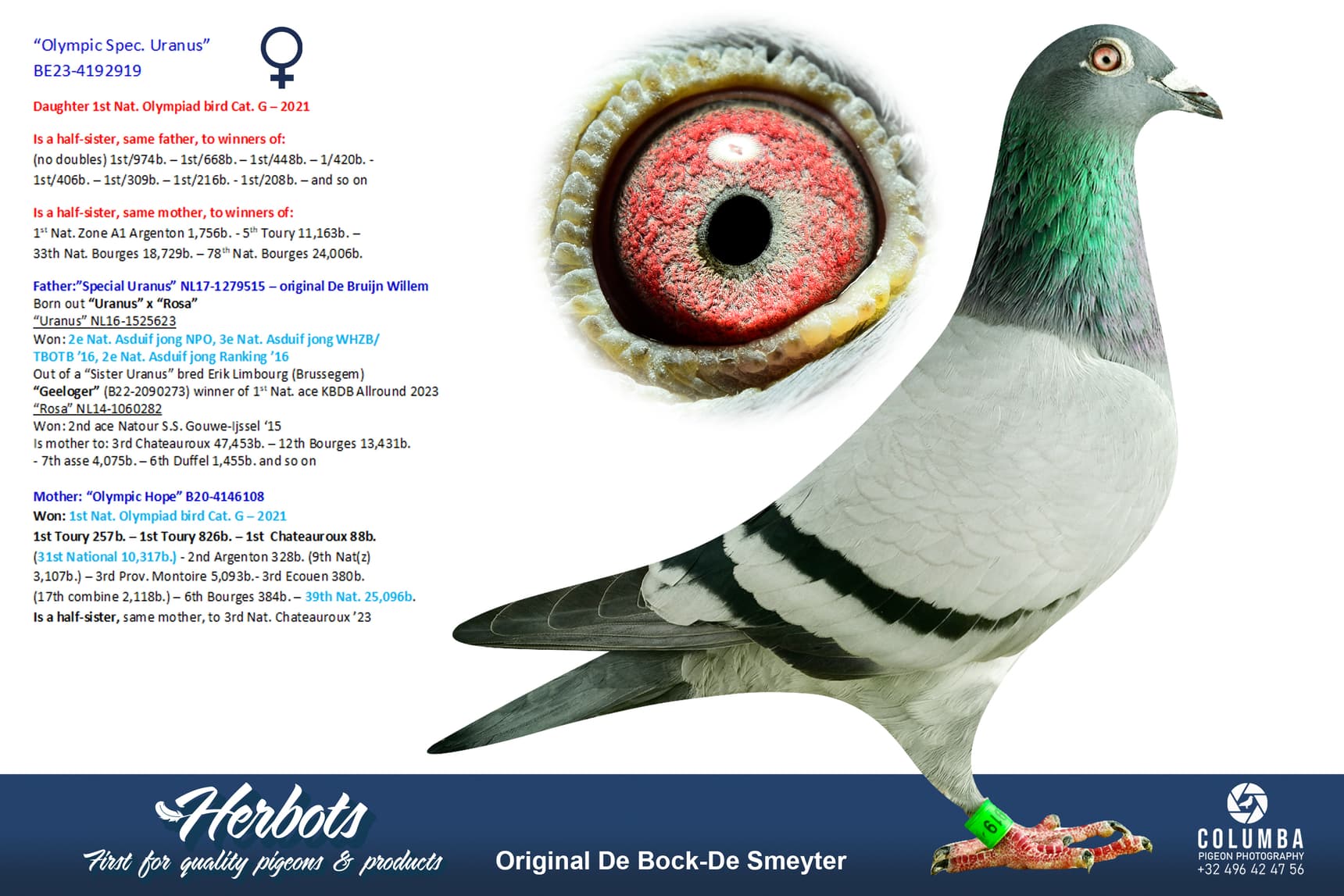 pigeon: undefined