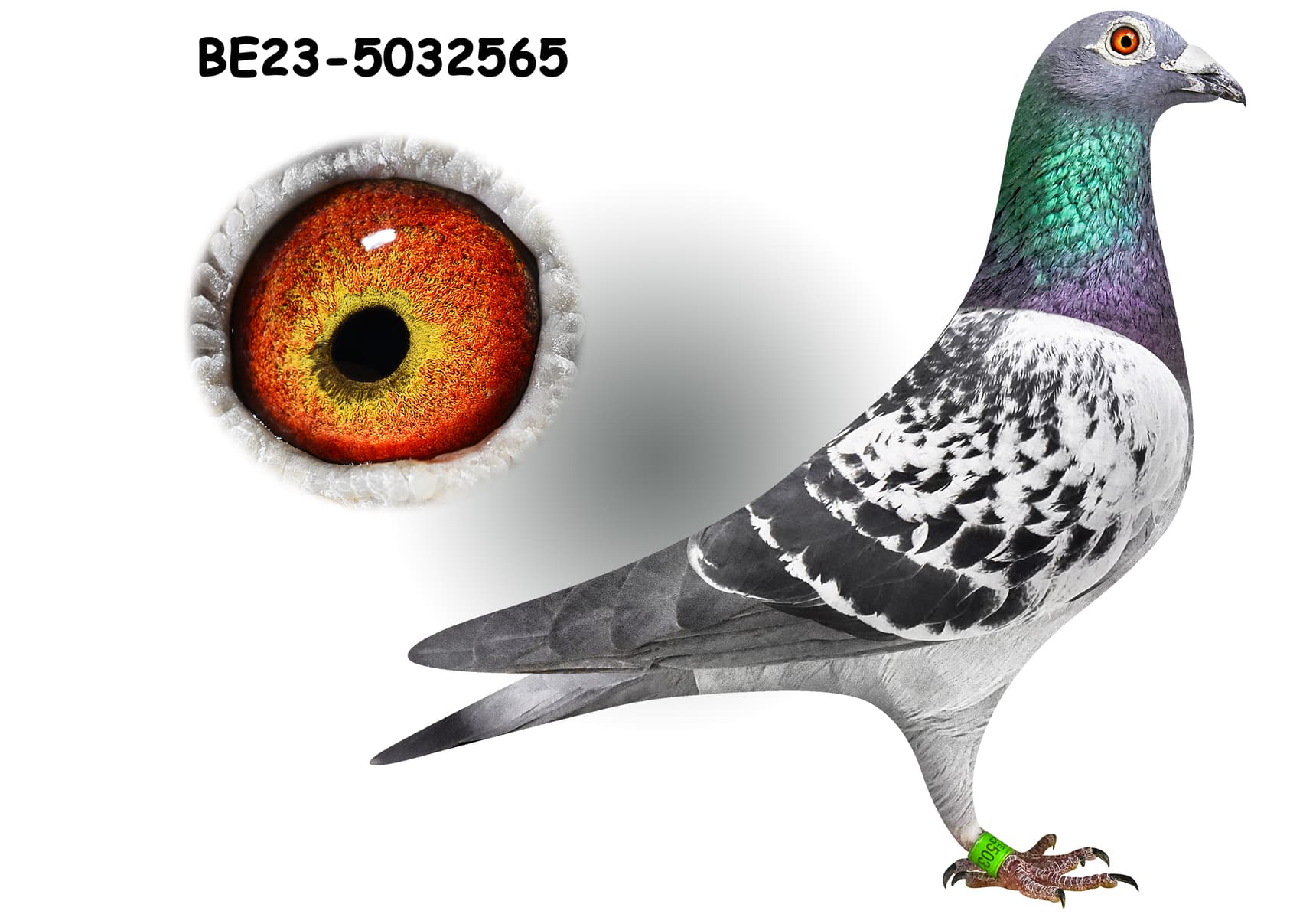 ‘Cesaer 1’ x ‘Jan Hooymans’