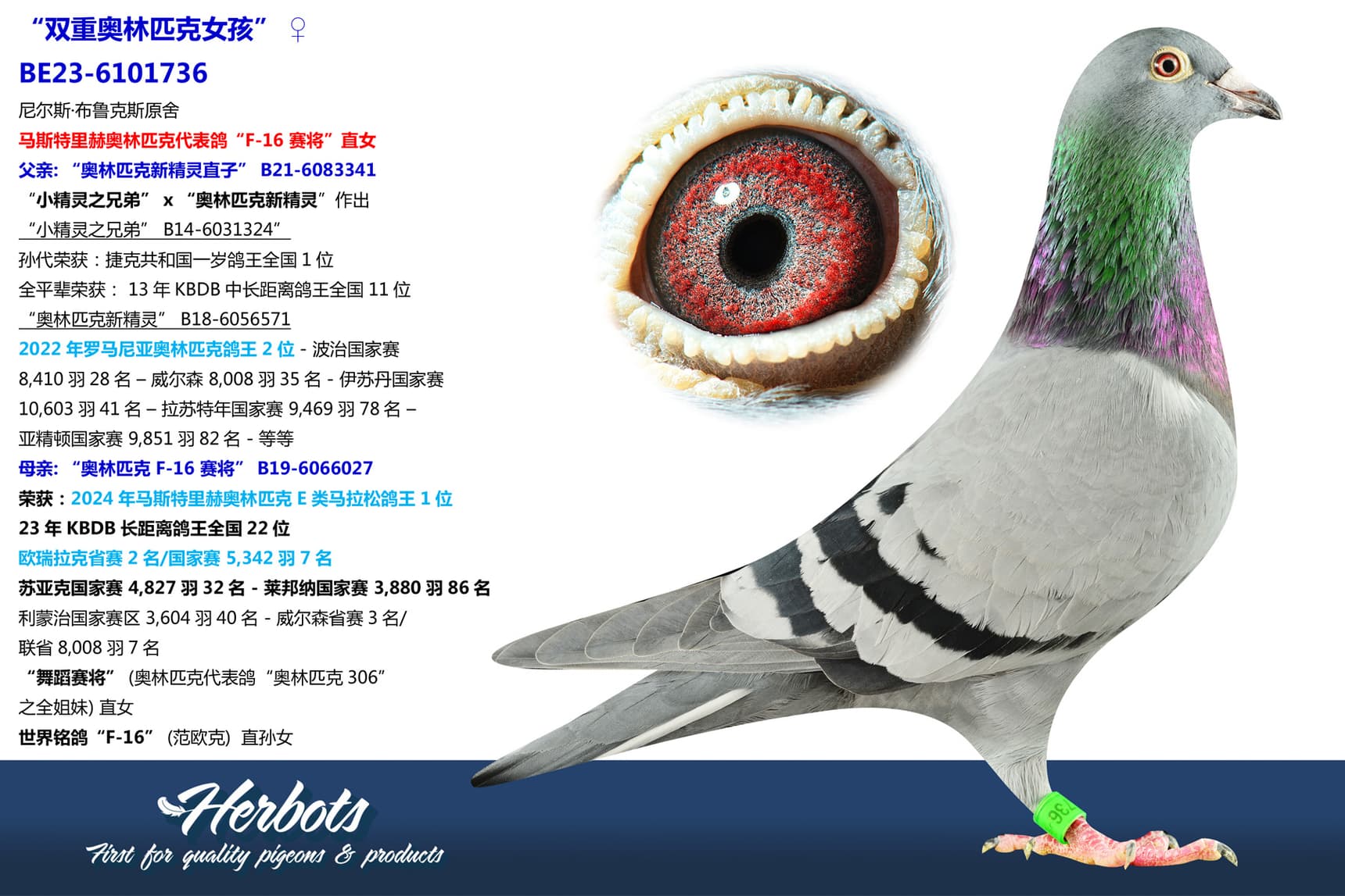 pigeon: undefined